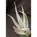 Aloe vacillans 5-inch pots