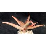 Aloe vanbalenii 5-inch pots