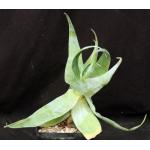Aloe viguieri one-gallon pots