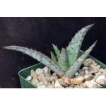 Aloe cv AJR 4-inch pots