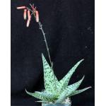 Aloe cv Delta Lights 4-inch pots