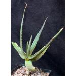 Aloe cv ‘Goliath‘ one-gallon pots