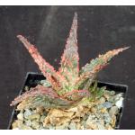 Aloe cv Oik 5-inch pots