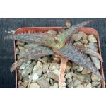 Aloe cv Orange Marmalade 4-inch pots