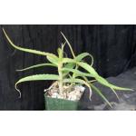 Aloe acutissima var. fiherensis 4-inch pots