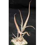 Aloe acutissima var. itampolensis 4-inch pots