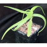 Aloe acutissima var. fiherensis 5-inch pots
