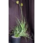 Aloe alfredii 2-gallon pots