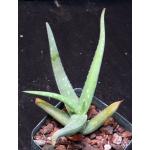 Aloe ambigens 4-inch pots