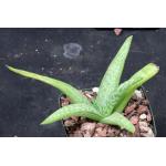 Aloe amudatensis 4-inch pots