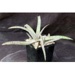 Aloe amudatensis 5-inch pots