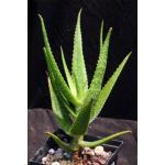 Aloe andongensis var. andongensis 5-inch pots