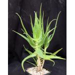 Aloe andongensis var. andongensis one-gallon pots