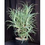 Aloe arborescens 3-gallon pots
