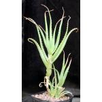 Aloe arborescens (yellow flowers) one-gallon pots