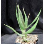 Aloe archeri one-gallon pots