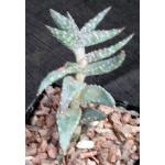 Aloe arenicola 5-inch pots