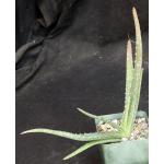 Aloe austroarabica 4-inch pots