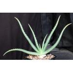 Aloe austroarabica 5-inch pots