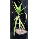 Aloe babatiensis one-gallon pots