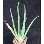 Aloe ballyi (WY 1044) 2-inch pots