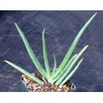 Aloe ballyi 5-inch pots