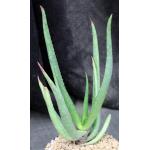 Aloe barbara-jeppeae one-gallon pots