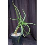 Aloe barberae 5-gallon pots