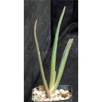 Aloe barberae 2-inch pots