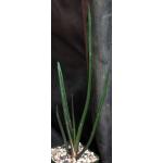 Aloe barberae 4-inch pots