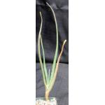 Aloe barberae 4-inch pots