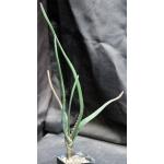 Aloe barberae 5-inch pots