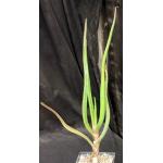 Aloe barberae 5-inch pots