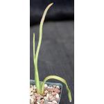 Aloe belavenokensis 3-inch pots