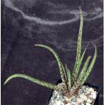 Aloe bellatula 2-inch pots