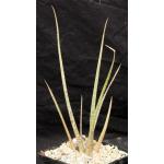 Aloe bellatula 5-inch pots