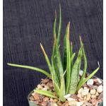Aloe bellatula 4-inch pots