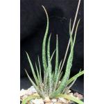 Aloe bellatula 4-inch pots