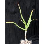 Aloe berevoana 5-inch pots