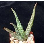 Aloe bertemariae 3-inch pots