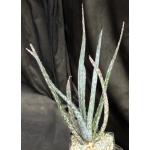 Aloe bertemariae 5-inch pots