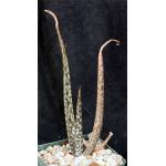 Aloe bertemariae 4-inch pots