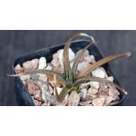 Aloe boiteaui 2-inch pots