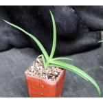 Aloe bosseri 4-inch pots