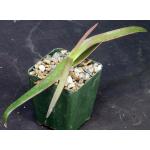Aloe bosseri 4-inch pots