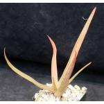 Aloe brachystachys 4-inch pots