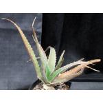 Aloe brandhamii one-gallon pots