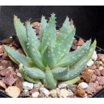 Aloe brevifolia var. brevifolia 5-inch pots