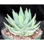 Aloe brevifolia var. brevifolia 8-inch pots
