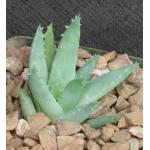 Aloe brevifolia var. depressa 4-inch pots Aloe brevifolia var. depressa 4-inch pots